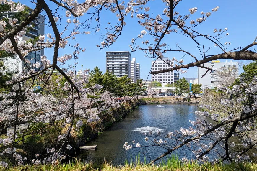 和歌山城でお花見を楽しむお出かけブログ【2023年】