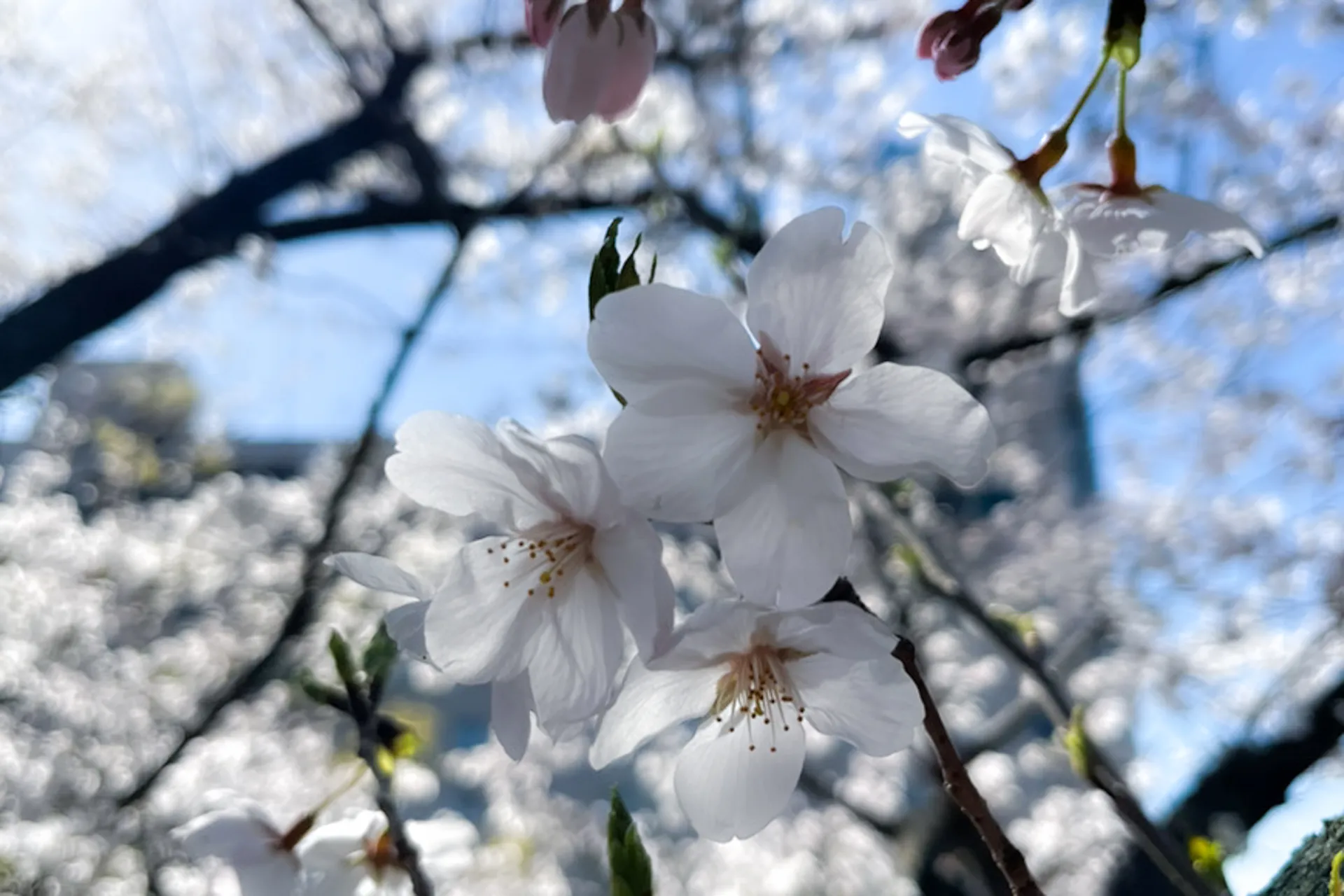 和歌山城と桜　2023年 花見スポット