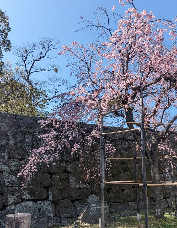 2023年和歌山城のしだれ桜